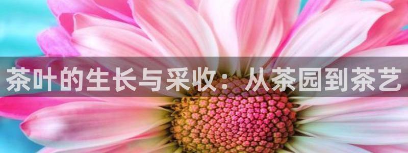 龙八国际下载官网平台