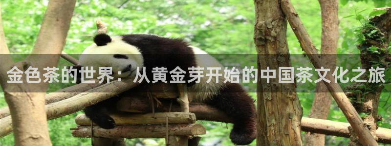 龙八国际黑钱
