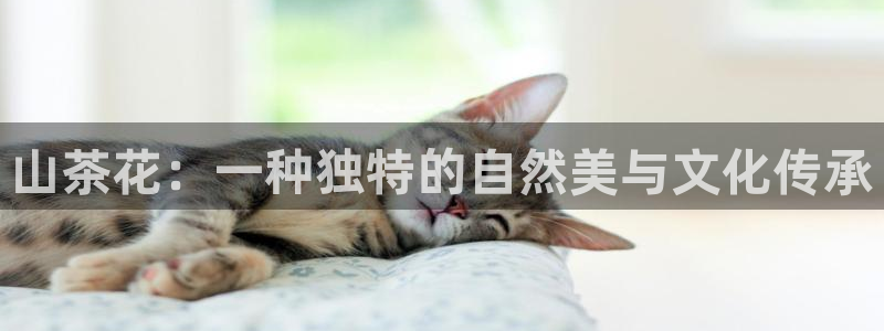 龙八国际服官网