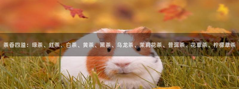 龙八国际apPP