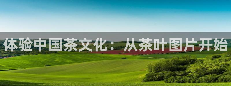 龙八国际官网手游