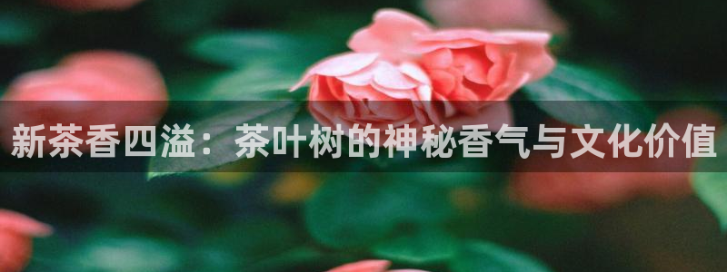 龙八国际集团
