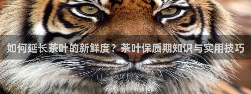 龙八国际选q18点tv
