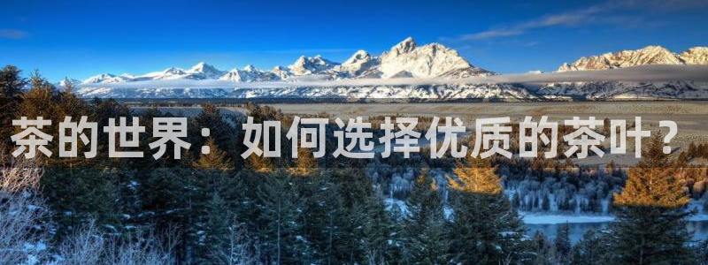 龙八国际APP官方版