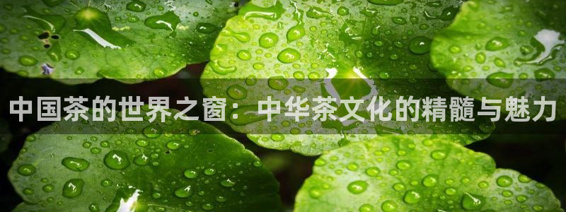 龙八国际兑换码