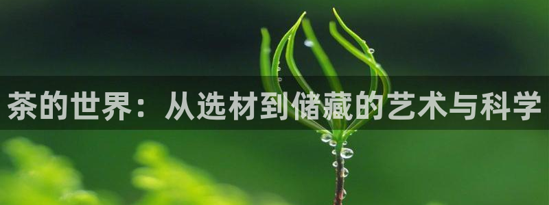 龙八国际手机下载安装