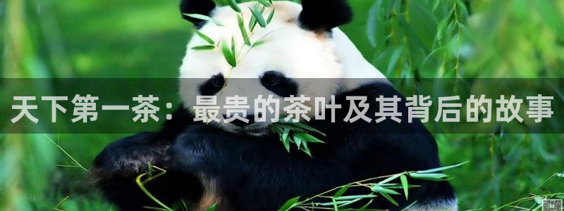 龙八国际怎么样