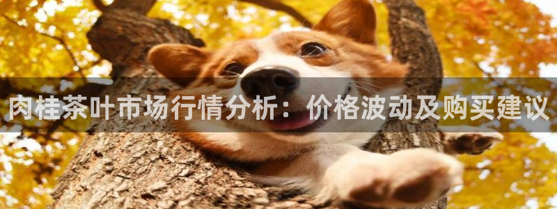 龙八国际玩什么游戏能赢