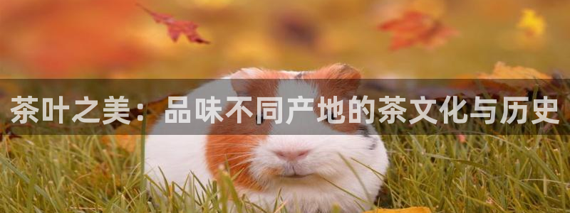 龙八国际可b48点tv