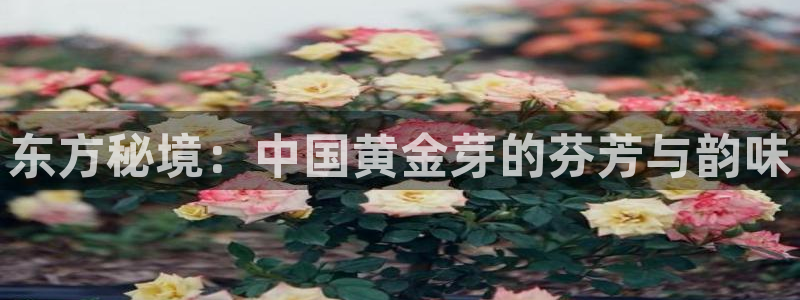 龙八国际官网苹果