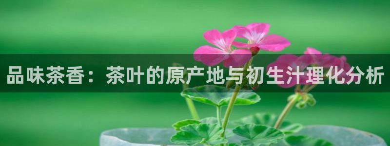 龙八国际城网址
