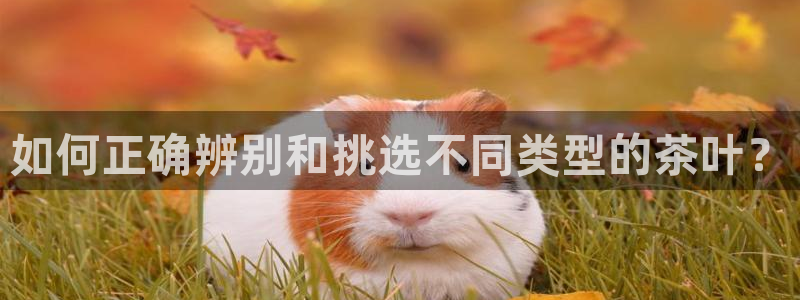 龙八国际兑换码
